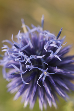Echinops ritro bloomingの写真素材