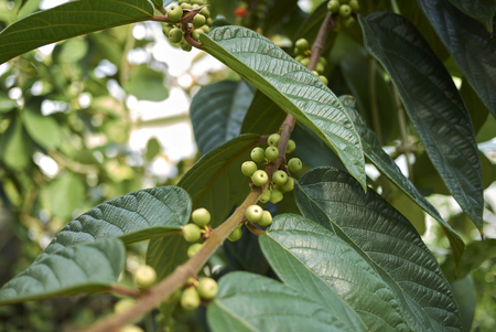 Ficus villosa plant