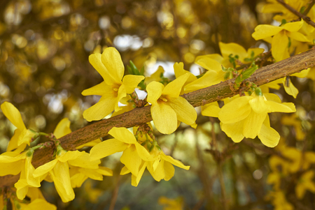 Forsythia plantの写真素材