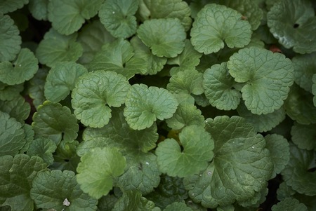 Glechoma hederacea plantの写真素材