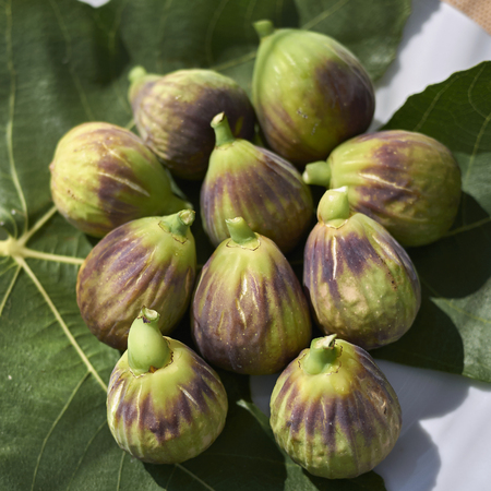 Ficus carica fruitsの写真素材