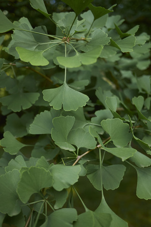Ginkgo biloba fresh leavesの写真素材
