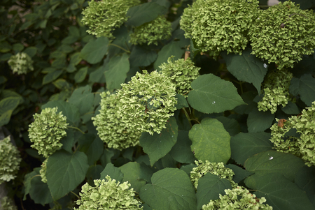 Hydrangea arborescens plant