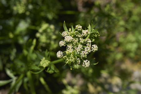 white flowers of celeryの写真素材