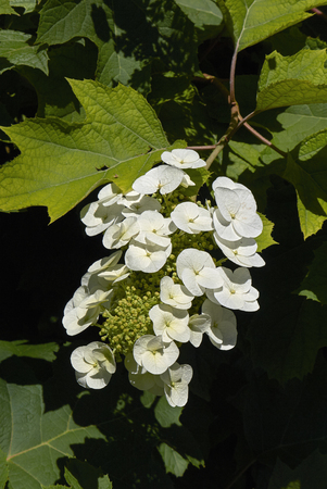 Hydrangea quercifolia plant