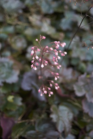 Heuchera plant closeup