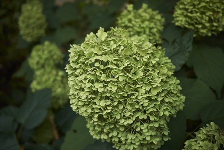 Hydrangea arborescens plantの写真素材