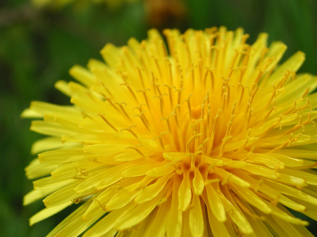 Taraxacum officinale close upの写真素材