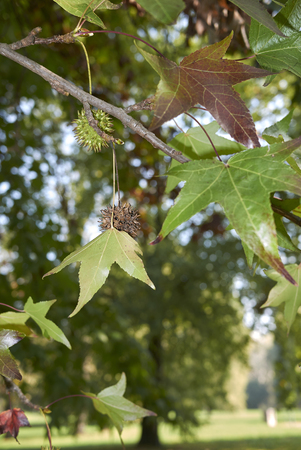 multicolored foliage of Liquidambar styraciflua treeの写真素材