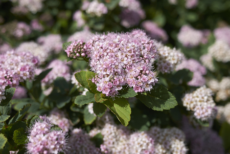 pink flowers of Spiraea betulifolia shrub