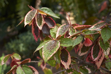 colorful leaves of Acalypha