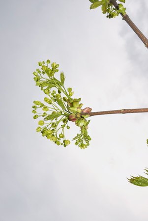 green yellow flowers of Acer platanoides treeの写真素材