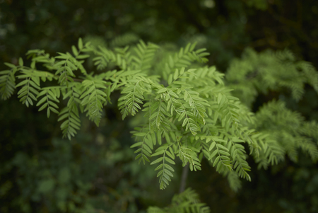 fresh leaves of Gleditsia triacanthos tree