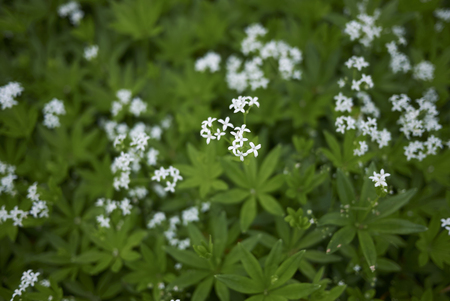 Galium odoratum with white flowersの写真素材