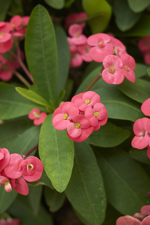pink flowers Euphorbia miliiの写真素材