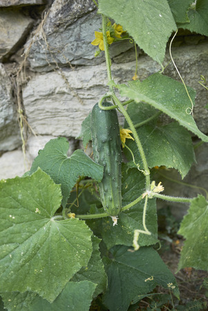 Cucumis sativus  close up&#xD;の写真素材