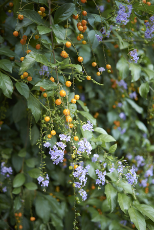 Duranta erecta shrub close up&#xD;の写真素材