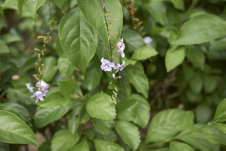 Duranta erecta shrub close up