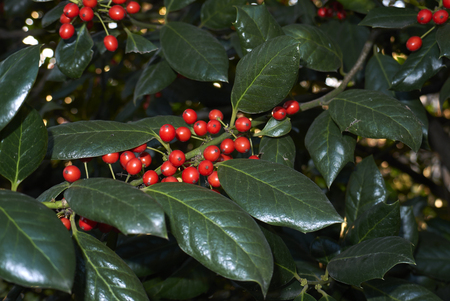 Ilex aquifolium plant