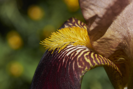 Iris ibrida plantの写真素材