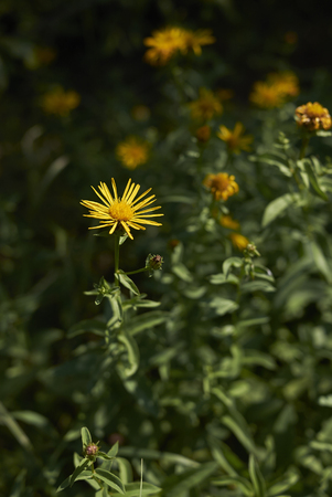 Inula salicina plantの写真素材