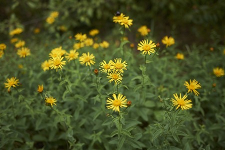 Inula salicina plantの写真素材