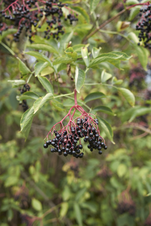 Sambucus nigra fruit