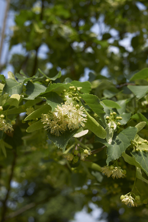 Tilia tree in bloom&#xD;の写真素材