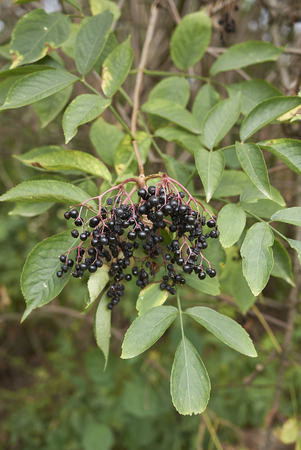 Sambucus nigra fruitの写真素材