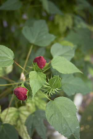 Hibiscus moscheutos red inflorescenceの写真素材