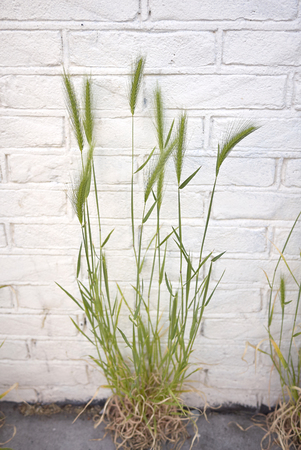 Hordeum murinum spikesの写真素材