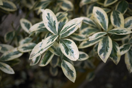 Euonymus fortunei variegated leavesの写真素材