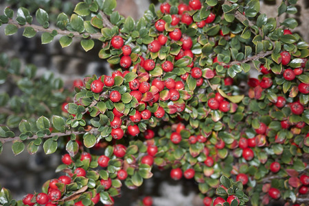 Cotoneaster horizontalis branch with red fruit