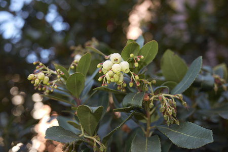Arbutus unedo branch with leaves and flowerの写真素材