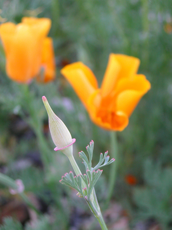 californian poppy flower close up&#xD;の写真素材