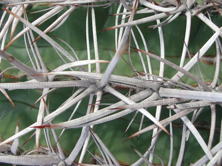 Ferocactus wislizeni in the desert