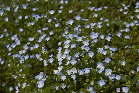 Veronica persica blue flowersの写真素材