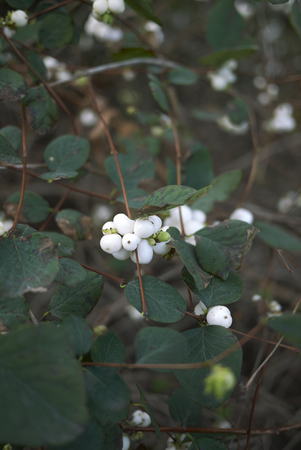 Symphoricarpos albus branch with fruitの写真素材