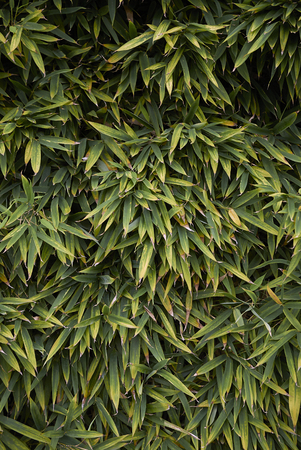 Phyllostachys aurea, bamboo hedgeの写真素材