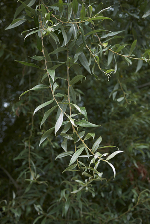 Salix alba branch
