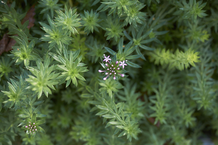 Phuopsis stylosa close upの写真素材