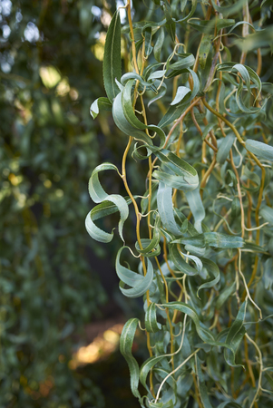 Salix alba branchの写真素材