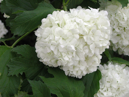Viburnum opulus white flowers