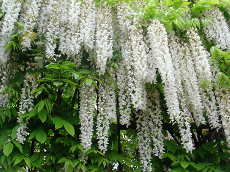 Wisteria sinensis in bloomの写真素材