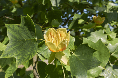 liriodendron tulipifera plantの写真素材