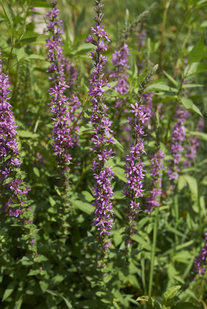 Lythrum salicaria plantの写真素材