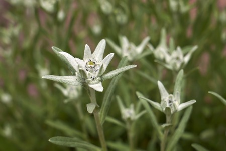 leontopodium alpinum plantの写真素材