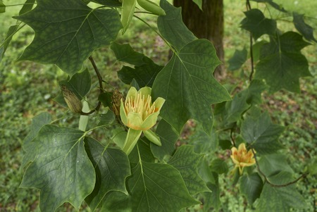 liriodendron tulipifera plantの写真素材