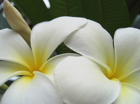 Plumeria white flower close upの写真素材