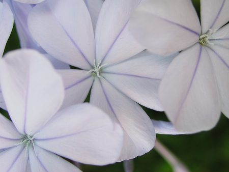 Plumbago auriculata flower close upの写真素材